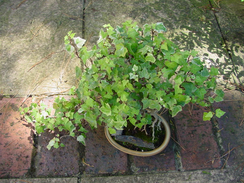English Ivy Bonsai